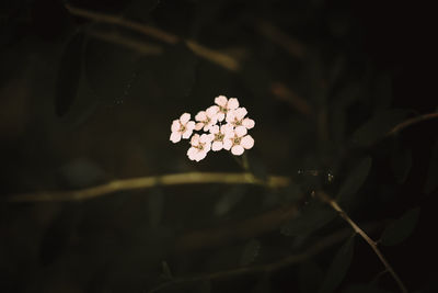 Close-up of flowering plant