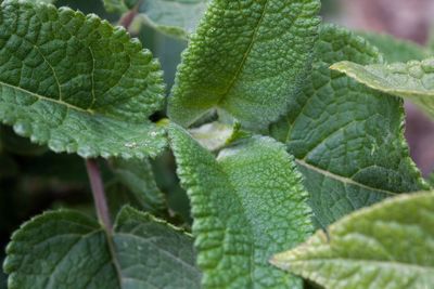 Close-up of fresh green leaves on plant
