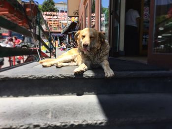 Dog relaxing on footpath in city