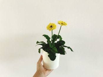 Cropped hand holding flower pot against white background
