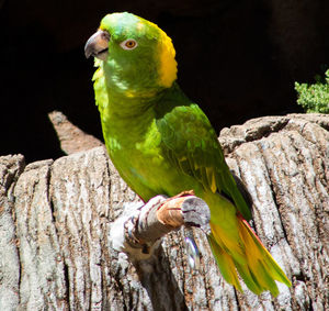 Close-up of parrot perching on tree