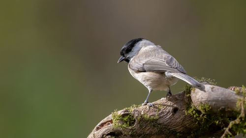 Close-up of bird perching on branch