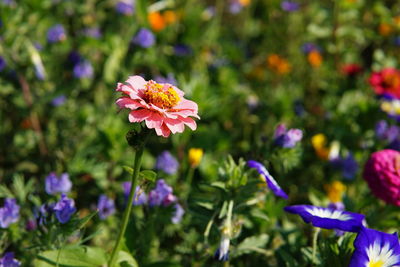 Close-up of purple flowering plants in park