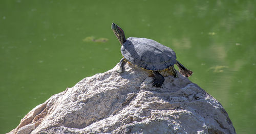 Turtle perching on rock by lake