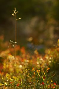 Close-up of plants during autumn