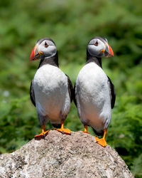 A pair of puffins standing on a rock against green foliage background