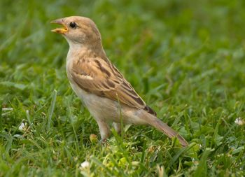 Close-up of bird on grass