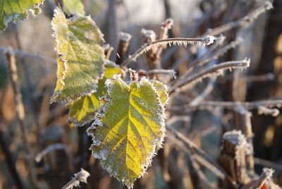 Close-up of frozen leaf during winter