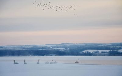 Flock of birds on snow covered landscape