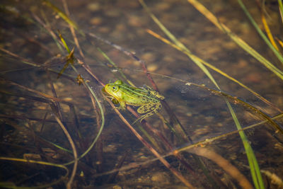 A beautiful common green water frog enjoying sunbathing in a natural habitat at the forest pond. 