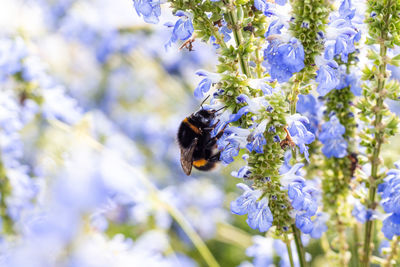 Close-up of bee on flower