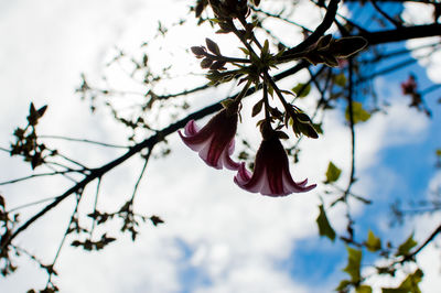 Low angle view of flowering plant against sky