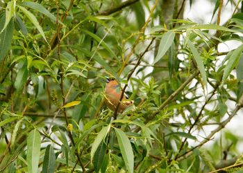 Bird perching on a tree