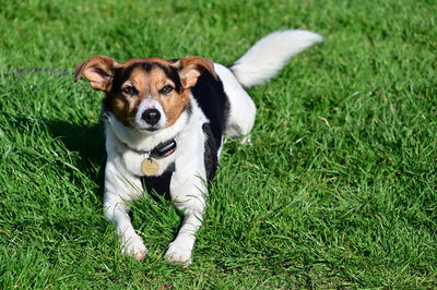 Dogs running on grassy field