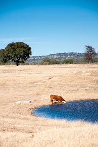 Horse on field against clear blue sky