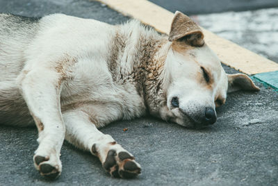 High angle view of a dog sleeping on footpath