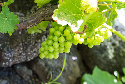 Close-up of grapes growing in vineyard