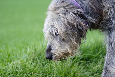 Close-up of a dog on field