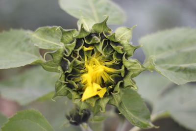 Close-up of yellow flower