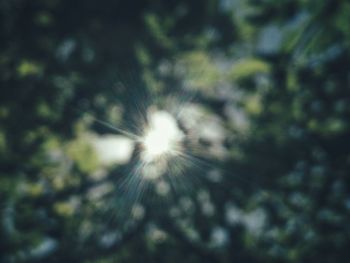 Low angle view of dandelion against sky