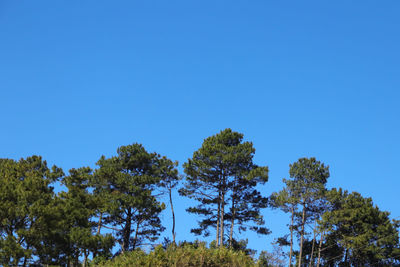 Low angle view of trees against clear blue sky