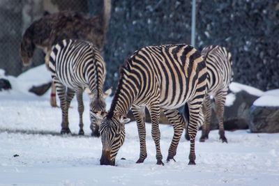 Zebras on snow covered field