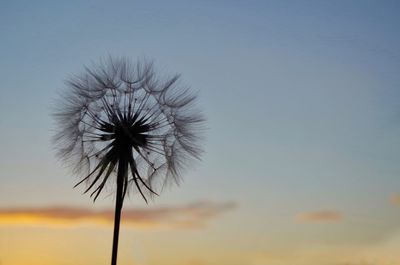 Close-up of dandelion flower against sky