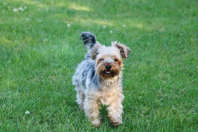 Portrait of dog on grass