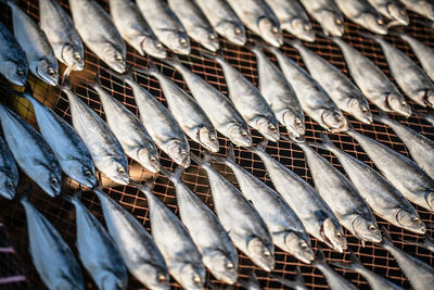 Full frame shot of fish for sale at market