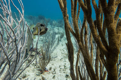 Close-up of coral in sea