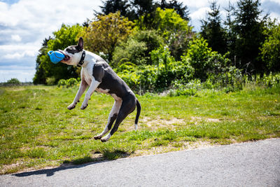 Full length of a dog running in grass