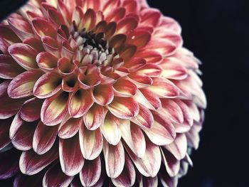 Close-up of pink dahlia over black background