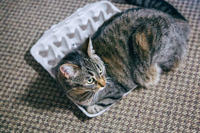 High angle view of a cat resting