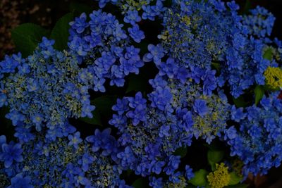 High angle view of purple flowering plants