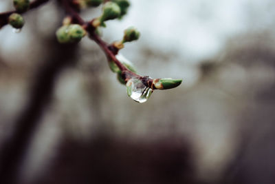 Close-up of raindrops on plant