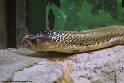 Close-up of snake