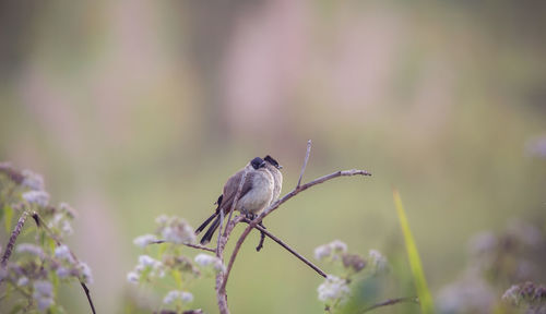 Close-up of bird perching on flower