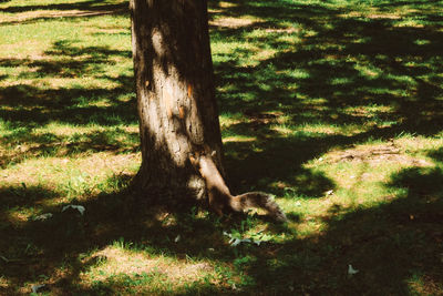 Tree in forest