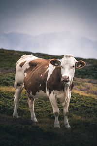 Cow standing in a field