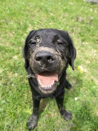 Portrait of black dog on field