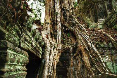 Roots of a tree in cambodia, tomb raider location