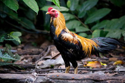 Close-up of a rooster