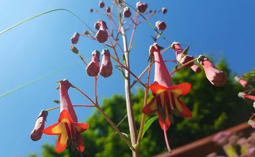 Close-up low angle view of plant against sky