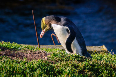 Side view of a bird against the lake