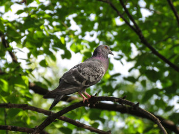 Low angle view of bird perching on branch