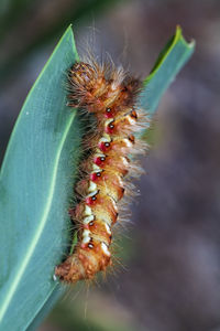 Close-up of succulent plant