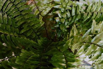 Full frame shot of green leaves