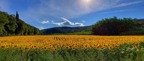 Scenic view of yellow flower field against sky