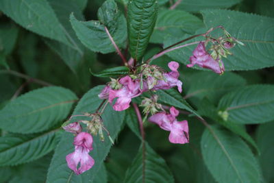 Close-up of pink flowers blooming outdoors