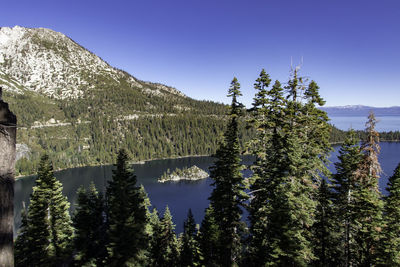 Pine trees by lake against sky